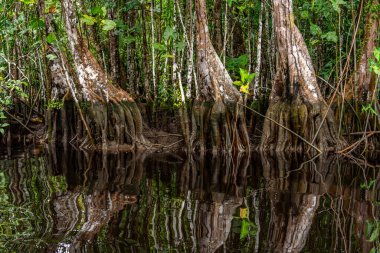 Amazon ormanının çok güzel ve ilginç ağaçları ve bitkileri.