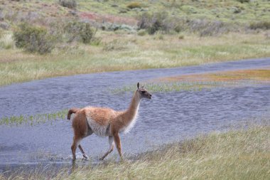 Guanaco, Peninsula Valdes, Patagonya, Arjantin 'de yakın çekim fotoğrafı