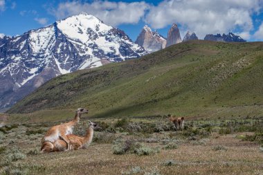 Şili 'deki Patagonya' daki Torres del Paine Ulusal Parkı 'nda güzel bir dağ manzarası. Yerli bir hayvan olan üç guanaco ön planda duruyor..