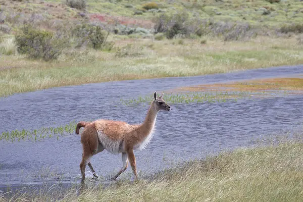 Guanaco, Peninsula Valdes, Patagonya, Arjantin 'de yakın çekim fotoğrafı