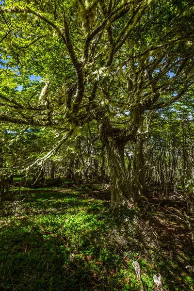 Evergreen beech forest near foot of Andes mountains, Patagonia, Argentina, South America, chile