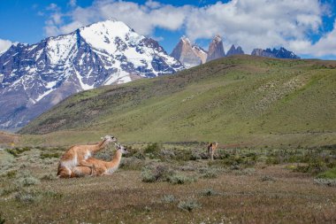 Şili 'deki Patagonya' daki Torres del Paine Ulusal Parkı 'nda güzel bir dağ manzarası. Yerli bir hayvan olan üç guanaco ön planda duruyor..