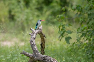 Mangrove Kingfisher Halcyon Senegaloidleri dala tüneyip böcekleri arıyorlar..
