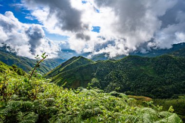Vietnam yeşil dağları ve çay tarlaları