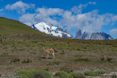 Şili 'deki Patagonya' daki Torres del Paine Ulusal Parkı 'nda güzel bir dağ manzarası. Yerli bir hayvan olan üç guanaco ön planda duruyor..