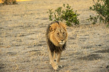 Savannah çim üzerinde yalan büyük aslan. düz ve tepelerin arka planda karakteristik ağaçlarla peyzaj