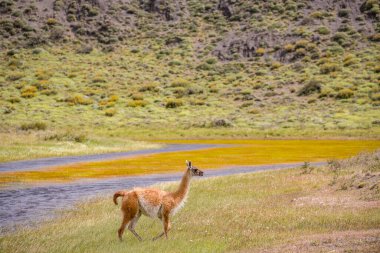 Guanaco, Peninsula Valdes, Patagonya, Arjantin 'de yakın çekim fotoğrafı