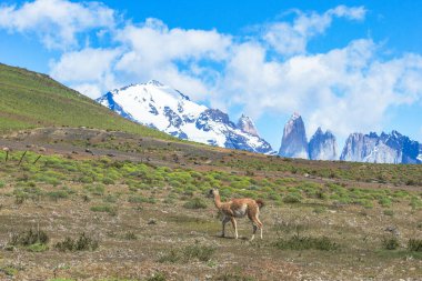 Şili 'deki Patagonya' daki Torres del Paine Ulusal Parkı 'nda güzel bir dağ manzarası. Yerli bir hayvan olan üç guanaco ön planda duruyor..
