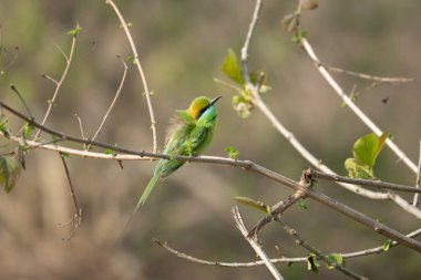 Asyalı yeşil arı yiyen, küçük yeşil arı yiyen, yeşil arı yiyen yeşil arka planda tünemiş Merops orientalis. Fotoğraf: Sri Lanka 'daki Wilpattu Milli Parkı