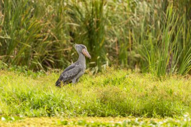 Afrika Balaeniceps (Balaeniceps rex) bir büyük Afrika özellikle bariz şekilli gagası nedeniyle bilinen taş sırasından kuştur.