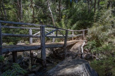 Evergreen beech forest near foot of Andes mountains, Patagonia, Argentina, South America, chile