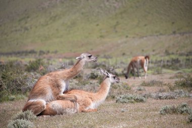 Guanaco, Peninsula Valdes, Patagonya, Arjantin 'de yakın çekim fotoğrafı