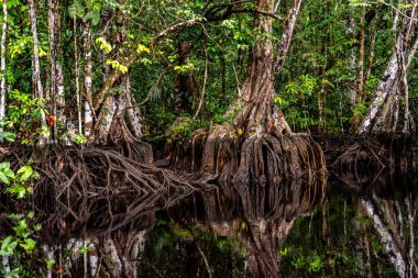 Amazon ormanının çok güzel ve ilginç ağaçları ve bitkileri.