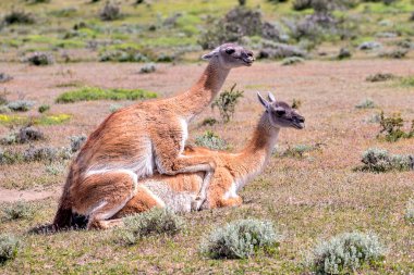 Guanaco, Peninsula Valdes, Patagonya, Arjantin 'de yakın çekim fotoğrafı