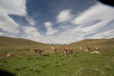 Şili 'deki Patagonya' daki Torres del Paine Ulusal Parkı 'nda güzel bir dağ manzarası. Yerli bir hayvan olan üç guanaco ön planda duruyor..