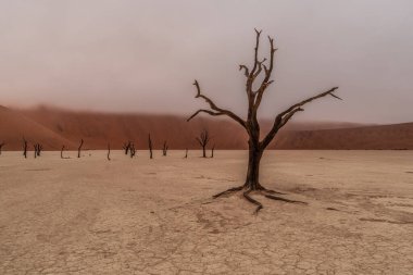 Ölü Camelthorn ağaç kırmızı tepeleri ve Deadvlei, Sossusvlei mavi gökyüzünde karşı. Namib-Naukluft Milli Parkı, Namibya, Afrika