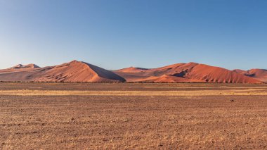 Namib Çölü 'nde kum tepeleri ve Namibya' nın ön planında ağaçlar.