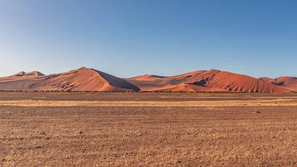 Namib Çölü 'nde kum tepeleri ve Namibya' nın ön planında ağaçlar.