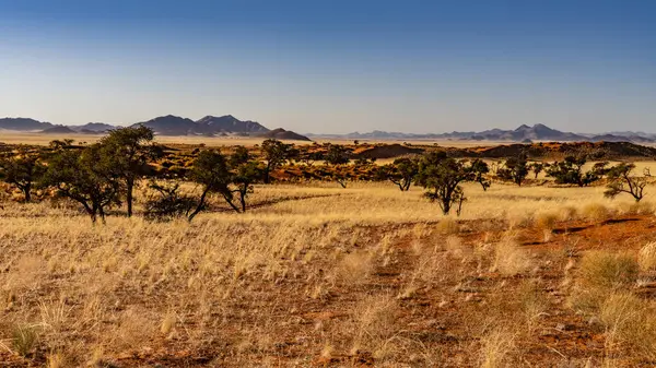 Namib Çölü 'nde kum tepeleri ve Namibya' nın ön planında ağaçlar.