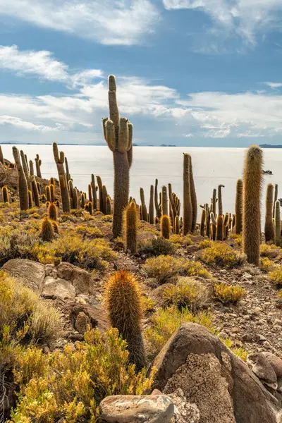 Salar de Uyuni tuz ovaları ile ada Incahuasi gündoğumu zaman, and Dağları'nda, Bolivya, Güney Amerika, büyük kaktüsler.
