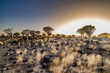 Çöl yatay, titreme ağaçları (Aloe dichotoma) ile Northern Cape, Güney Afrika