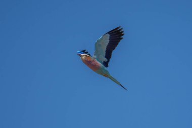 Leylak Göğüslü Paten (Coracias caudatus) Güney Afrika 'daki Kruger Ulusal Parkı' nda uçuyor.