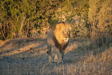 Savannah çim üzerinde yalan büyük aslan. düz ve tepelerin arka planda karakteristik ağaçlarla peyzaj