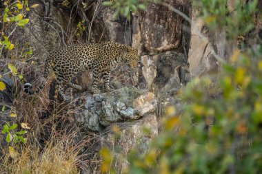 Leopar Afrika savanasında avını arıyor (Panthera pardus)
