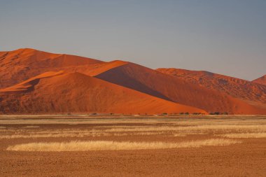 Namib Çölü 'nde kum tepeleri ve Namibya' nın ön planında ağaçlar.