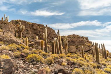 Salar de Uyuni tuz ovaları ile ada Incahuasi gündoğumu zaman, and Dağları'nda, Bolivya, Güney Amerika, büyük kaktüsler.
