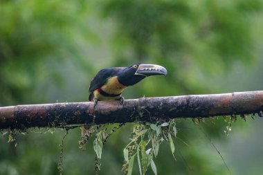 Toucan Yakalı Aracari, Pteroglossus torquatus, büyük gagalı kuş. Tukan ormandaki yosun dalında oturuyor, Boca Tapada, Kosta Rika. Orta Amerika 'da doğa yolculuğu