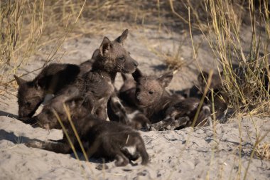 Afrika vahşi köpeği Lycaon Pictus, suda yürüyor. Büyük kulaklı boyanmış köpek avlamak, doğal ortamında güzel vahşi hayvan. Doğa, Moremi, Okavanago deltası, Botswana, Afrika