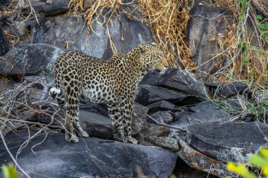 Leopar Afrika savanasında avını arıyor (Panthera pardus)