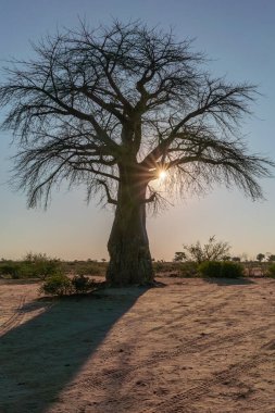 Botswana 'nın ön planında baobab ile güzel bir günbatımı