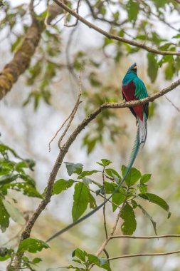 Saygıdeğer Quetzal, Pharomachrus mocinno, Kosta Rika 'nın Savegre kentinden, arka planda bulanık yeşil orman. Muhteşem kutsal yeşil ve kırmızı kuş