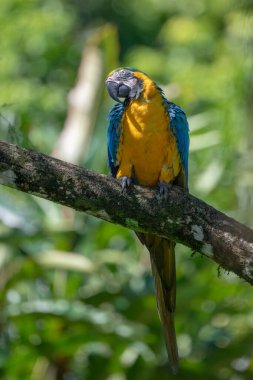 Sarı göğüslü Ara 'nın portresi. (Ara ararauna).