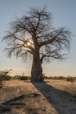 Botswana 'nın ön planında baobab ile güzel bir günbatımı