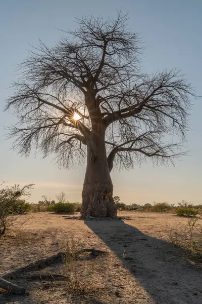 Botswana 'nın ön planında baobab ile güzel bir günbatımı