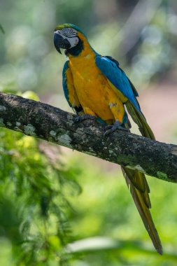 Sarı göğüslü Ara 'nın portresi. (Ara ararauna).