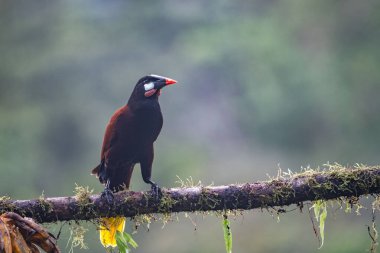 Montezuma Oropendola (Gymnostinops montezuma), Kosta Rika 'nın Heredia ilindeki bir ağaç dalına tünemiştir.