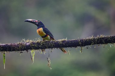 Toucan Yakalı Aracari, Pteroglossus torquatus, büyük gagalı kuş. Tukan ormandaki yosun dalında oturuyor, Boca Tapada, Kosta Rika. Orta Amerika 'da doğa yolculuğu