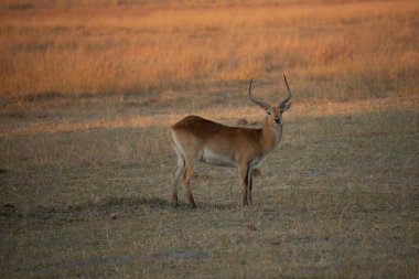 Güney Afrika Kruger Ulusal Parkı 'nda boynuzlu erkek portresi; Bovidae familyasından Specie Aepyceros melampus