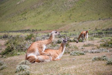 Guanaco, Peninsula Valdes, Patagonya, Arjantin 'de yakın çekim fotoğrafı