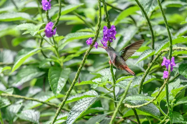 Amazilia dekora, Charming Hummingbird, çiçek açan pembe çiçekten tatlı nektar besleyen kuş. Tropik ormanlardaki sinekkuşu davranışları, Corcovado NP, Kosta Rika 'daki doğal yaşam alanı. Uçan iki kuş, vahşi yaşam..