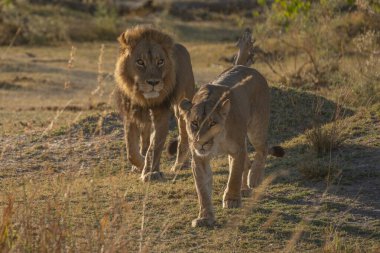 Savannah çim üzerinde yalan büyük aslan. düz ve tepelerin arka planda karakteristik ağaçlarla peyzaj