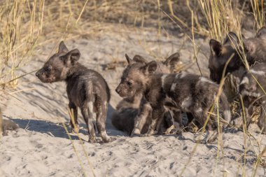 Afrika vahşi köpeği Lycaon Pictus, suda yürüyor. Büyük kulaklı boyanmış köpek avlamak, doğal ortamında güzel vahşi hayvan. Doğa, Moremi, Okavanago deltası, Botswana, Afrika