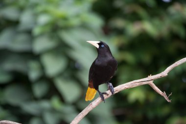 Montezuma Oropendola (Gymnostinops montezuma), Kosta Rika 'nın Heredia ilindeki bir ağaç dalına tünemiştir.