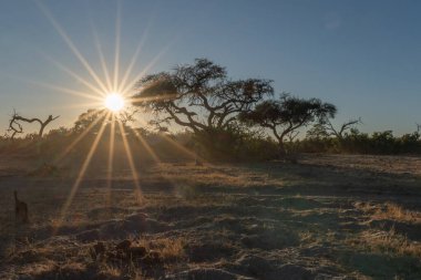 Botswana 'nın arka planında kuru ağaçlarla gün batımı.