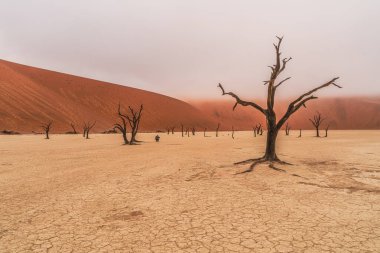 Ölü Camelthorn ağaç kırmızı tepeleri ve Deadvlei, Sossusvlei mavi gökyüzünde karşı. Namib-Naukluft Milli Parkı, Namibya, Afrika