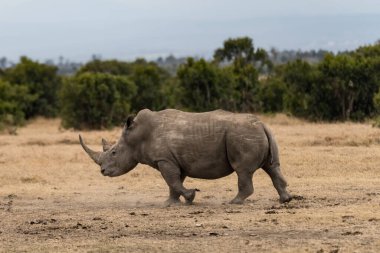 White Rhinoceros Ceratotherium simum Square-lipped Rhinoceros at Khama Rhino Sanctuary Kenya Africa.